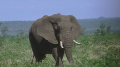 Animals elephants wildlife