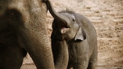 Animals elephants wildlife baby elephant baby animals