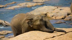 Animals elephants wildlife baby elephant baby animals