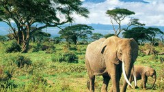 Animals elephants wildlife baby elephant baby animals