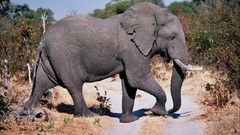 Animals elephants wildlife botswana