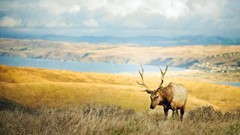 Animals elk