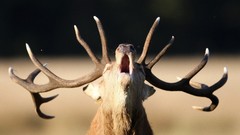 Animals elk antlers yawns Mammals