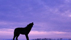 Animals evening Wolves silhouettes