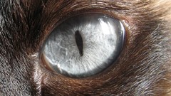 Animals eyes