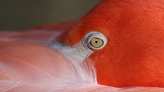 Animals eyes Birds flamingos