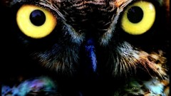 Animals eyes Birds Owls