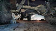 Animals eyes cars ears tires ground fennec fox deserts