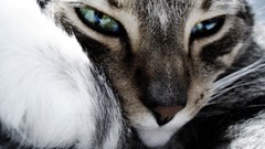 Animals eyes cats
