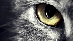 Animals eyes cats