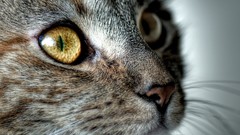 Animals eyes cats