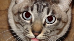 Animals eyes cats