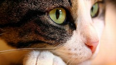 Animals eyes cats
