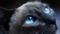 Animals eyes cats blue eyes