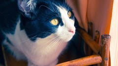 Animals eyes cats chairs fur houses