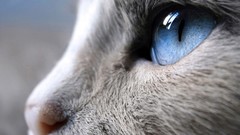 Animals eyes cats close-up