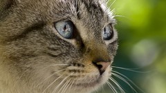 Animals eyes cats close-up
