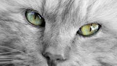 Animals eyes cats close-up