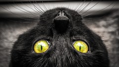 Animals eyes cats close-up