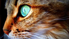 Animals eyes cats close-up Sideways Mammals feline artwork