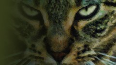 Animals eyes cats close-up stripes Photo manipulation