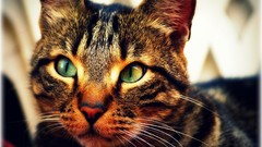 Animals eyes cats depth of field