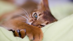 Animals eyes cats depth of field