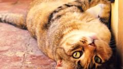 Animals eyes cats fat