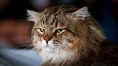 Animals eyes cats funny Persian cat