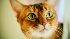 Animals eyes cats green eyes pets