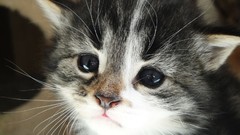 Animals eyes cats Kittens