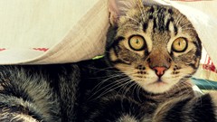 Animals eyes cats Kittens