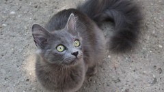 Animals eyes cats Kittens