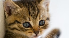 Animals eyes cats Kittens blue eyes battles begging