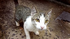 Animals eyes cats Kittens noise