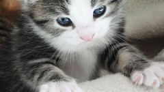 Animals eyes cats Kittens pets