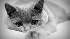 Animals eyes cats Mammals grayscale greyscale