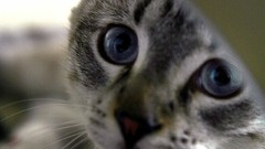 Animals eyes cats Mike Dowson