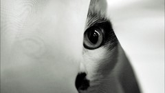 Animals eyes cats monochrome