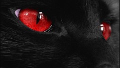 Animals eyes cats red eyes