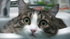 Animals eyes cats sinks