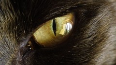 Animals eyes cats storm close-up cat eyes cathy