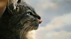 Animals eyes cats tongue