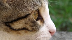 Animals eyes cats yellow eyes