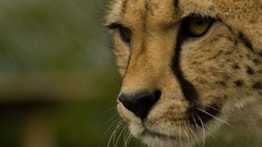 Animals eyes cheetahs