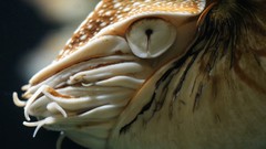 Animals eyes close-up nautilus
