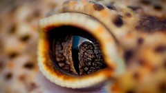 Animals eyes close-up Reptiles
