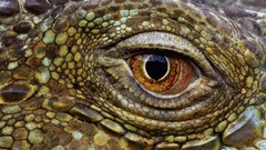 Animals eyes Crocodiles