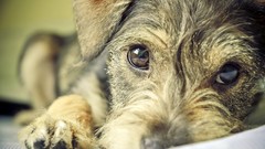 Animals eyes Dogs close-up portraits