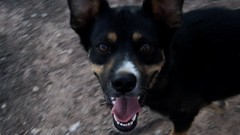 Animals eyes Dogs Electronic Arts